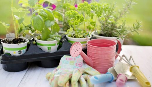 下から上に水をあげる自動水やり方法 ペットボトルで簡単！観葉植物への自動水やり術